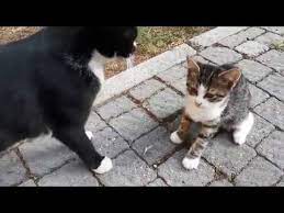 yavrusunu once doven sonra da seven anne kedi youtube