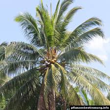 Image result for Cocos nucifera