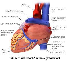 Posterior view of heart model. File Blausen 0456 Heart Posterior Png Wikimedia Commons