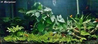 Gampangnya, batang tanaman ini bisa dipotong lalu bisa ditancapkan kembali untuk menghasilkan pohon yang baru. Aquascape Menggunakan Tanaman Darat Bisakah