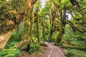 Maybe you would like to learn more about one of these? From Seattle To Olympic National Park 5 Best Ways To Get There Planetware