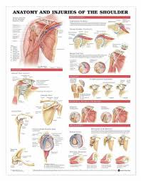 Ac joint is a diathrodial joint with a fibrocartilaginous disk. Anatomy Chart Shoulder Anatomy And Injuries