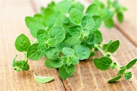 Sohati الفرق بين الاوريجانو والزعتر البري