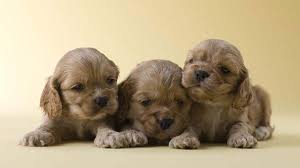 Most trusted source of cockapoo puppies for sale. American Cocker Spaniel Price Temperament Life Span