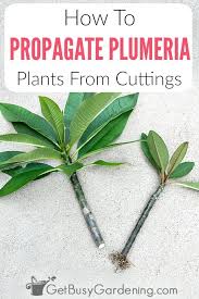 Here is a list of some signs to look for after both 5 to 10 days depending on the cloning machine you are using roots should now be appearing at the bottom of the stems of your cuttings. Plumeria Propagation How To Root Plumeria Cuttings Get Busy Gardening