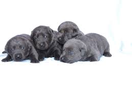 We did not find results for: Silver Lab Puppies For Sale 1 2 2020 Silver Labs For Sale Dog Training Dog Boarding Serenity Ranch Kennels