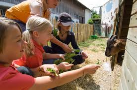 Schwarzfelder Hof Campingidylle Am Bauernhof Wohnwagenurlaub Campingprodukte Reisen