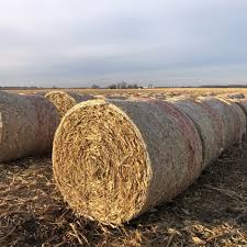 Huge sale on corn stalks now on. Corn Stalks Archives Haymap