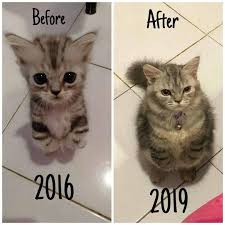 Follow Catsmemories And Help To Grow Source Unknown Dm For Credit Double Tap Tag Yavru Kediler Kedi Esprileri Cok Sirin Hayvanlar