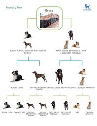 Dnaffirm Dog Breed Dna Test Easy And Painless Dog Dna