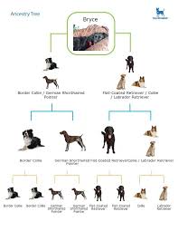 dnaffirm dog breed dna test easy and painless dog dna