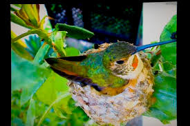 Hummingbirds feed their babies insects or regurgitate nectar. Life Is Work For Hummingbirds Especially The Mothers Orange County Register