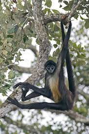 11 Fascinating Facts About Monkeys Rainforest Animals Rainforest Animals List Spider Monkey