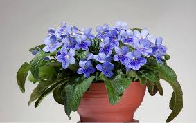 Image result for Streptocarpus rhodesianus