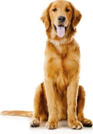 We have many breeds to choose from. Golden Retriever Rescue Of Mid Florida Inc