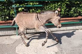 Check spelling or type a new query. This Is A Zonkey Half Zebra Half Donkey Album On Imgur