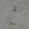 When my wife and i moved into our house a little over a year ago, there was a problem with small moths in the kitchen. Https Encrypted Tbn0 Gstatic Com Images Q Tbn And9gcrbquykbgxnkkhr7eoqnqt4bevhvdhl63qymgytypxwso5yxjea Usqp Cau