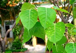 And the new flush of leaves which are purple. 184 Sacred Fig Tree Buddhist Temple Photos Free Royalty Free Stock Photos From Dreamstime