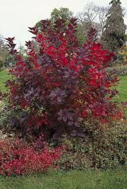 Le Cotinus Grace Est Un Arbuste De Taille Moyenne Au Feuillage Ovale Aromatique Lisse Vert Teinte De Pourpre A L Jardins Champetres Arbuste Arbuste Fleuri