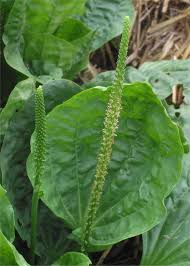 Image result for Plantago palmata