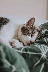 20 Cat Pictures Images Hd Download Free Images Stock Photos On Unsplash Silver Tabby Cat Cat Pics Tabby Cat