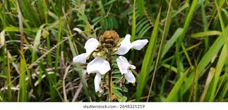 Image result for Tephrosia vogelii