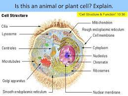 Plant cell diagram labeled gizmo. 1 The Difference Between Plant And Animal Cells Is That Animal Cells Contain A Cell Wall And Chloroplasts 2 The Main Source Of Energy For Our Bodies Is Ppt Download