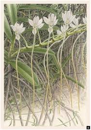 Image result for Cynorkis clarae