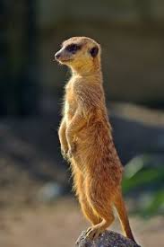 Home Dr Peggy Malone Meerkat Postures Cute Animals