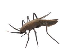Ascii characters only (characters found on a standard us keyboard); 24 More Amazingly Realistic Looking Origami Insects