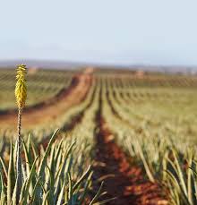Forever living products grows and harvest aloe barbadensis miller. Aloe Vera Benefits Forever Living