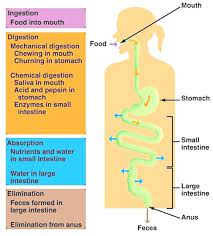 The Four Stages Of Digestion Nutrient Food Presentation Absorbent