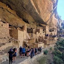 Image result for Oldenlandia verrucitesta