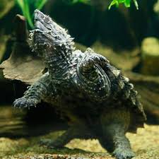 alligator snapping turtle georgia aquarium