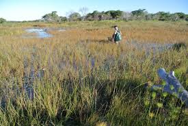 Image result for Hypertelis bowkeriana