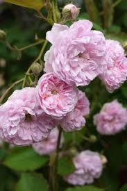 We did not find results for: Noisette Rambling Rose Rosa Laure Davoust France 1834 Rose Varieties Beautiful Roses Heritage Rose