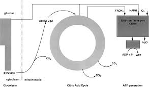 Adp is combined with a phosphate to form atp in the reaction adp+pi+free energy→atp+h2o. Adenosine Phosphate An Overview Sciencedirect Topics