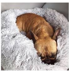 Each calming pet bed is uniquely and originally designed with your canine's comfort in mind. Comfy Calming Pet Bed Dogs Welfare