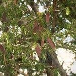 Image result for Albizia petersiana