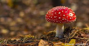 Giftige pilze sind diejenigen, die für den menschlichen körper giftig synthetisieren. Pilzvergiftung Symptome Erste Hilfe Behandlung Vorbeugung Netdoktor