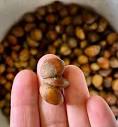 Les Semences du Puy - Spécialiste en semences d'arbres