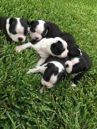 Akc registered boston terrier puppies for sale. Boston Terrier Puppies For Sale Katy Tx 224134