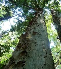 Image result for Podocarpus latifolius