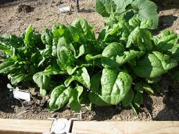 Image result for Spinacia