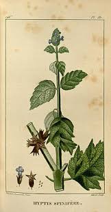 Image result for Cantinoa americana