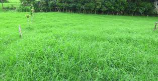 Image result for Digitaria swazilandensis