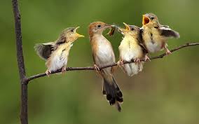 These emotional pictures of birds on Mother's Day