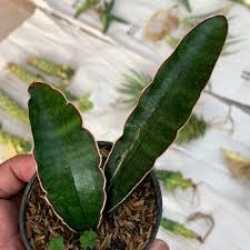 Image result for Sansevieria sinus-simiorum