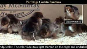 To produce correct color and markings, partridge cochin chicken require double mating. Partridge Cochin Bantam Chicks Youtube