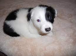 I Haz A Border Collie Cocker Spaniel Mix Her Name Is Fuzzy Bear 3 Cute Dogs Breeds Collie Puppies Border Collie Puppies